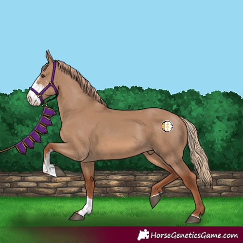 Horse Color:Red Dun Sabino