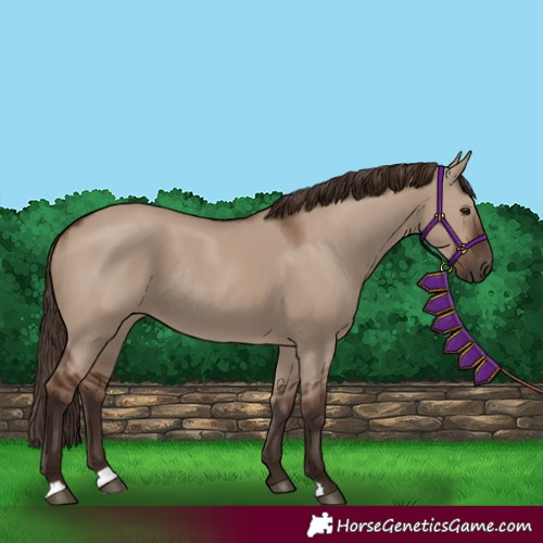 Horse Color:Liver Red Dun Rabicano 