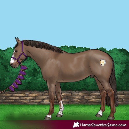 Horse Color:Liver Red Dun Sabino 