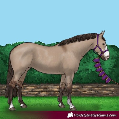 Horse Color:Liver Red Dun Sabino
