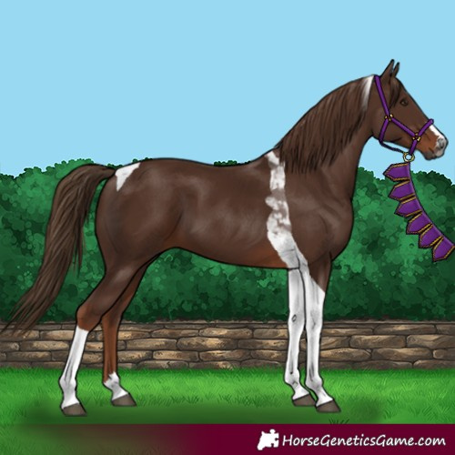 Horse Color:Gray Chestnut Tobiano