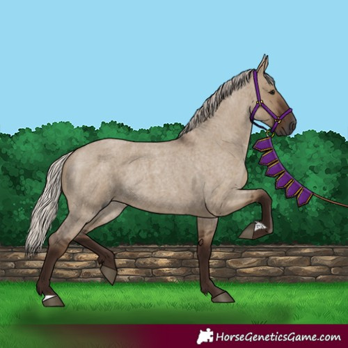 Horse Color:Gray Silver Grullo Roan