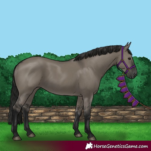 Horse Color:Gray Grullo Rabicano