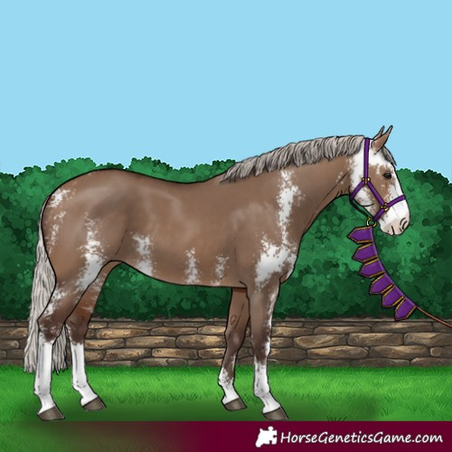 Horse Color:Silver Brown Dun Sabino