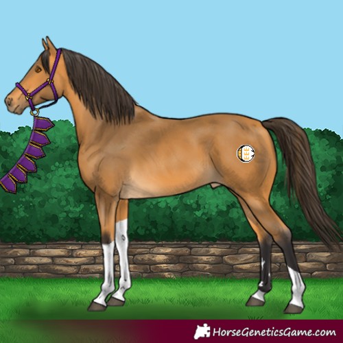 Horse Color:Buckskin Tobiano 