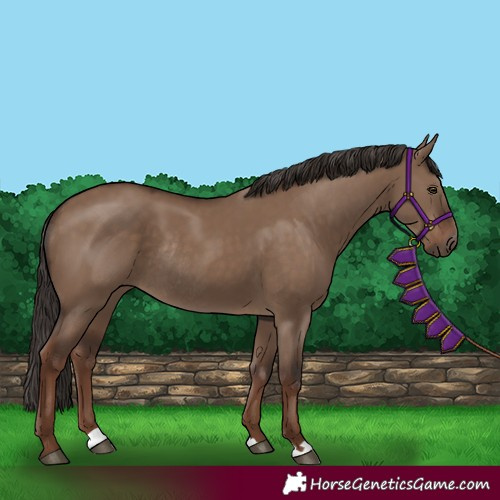 Horse Color:Liver Red Dun Rabicano 