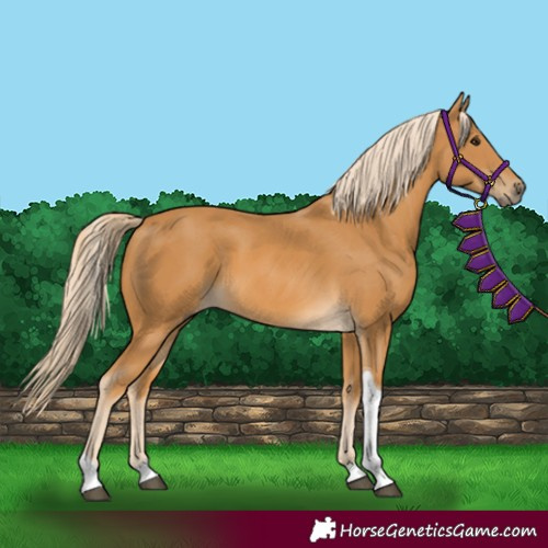 Horse Color:Palomino Tobiano