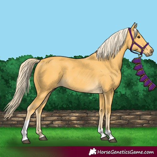 Horse Color:Palomino Tobiano