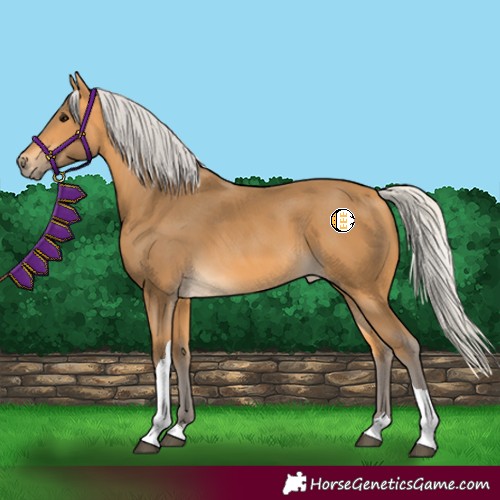 Horse Color:Silver Buckskin Tobiano