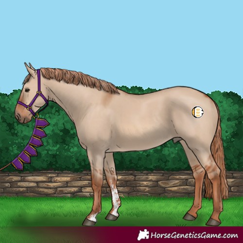 Horse Color:Red Dun Sabino 