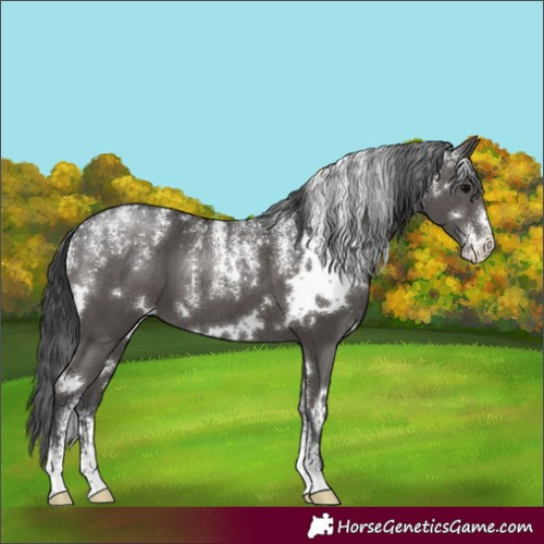 Horse Color:Powder White White Spotted Black