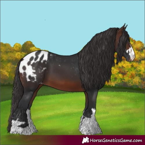 Horse Color:Brown Appaloosa 
