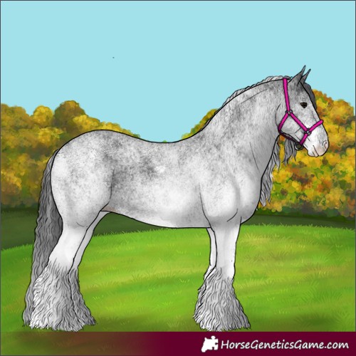 Horse Color:White Spotted Black