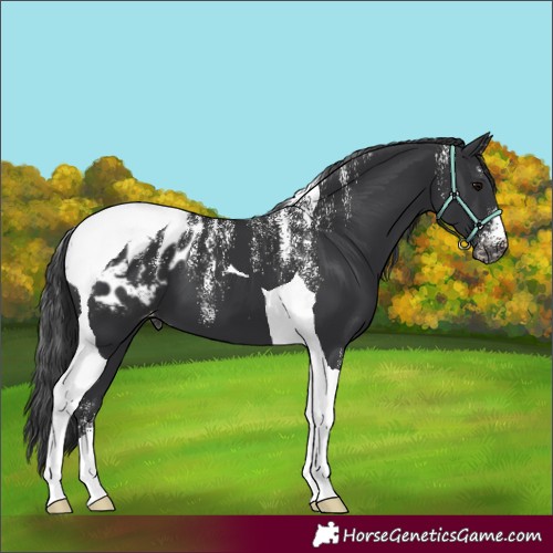 Horse Color:Powder White Black Tobiano Appaloosa