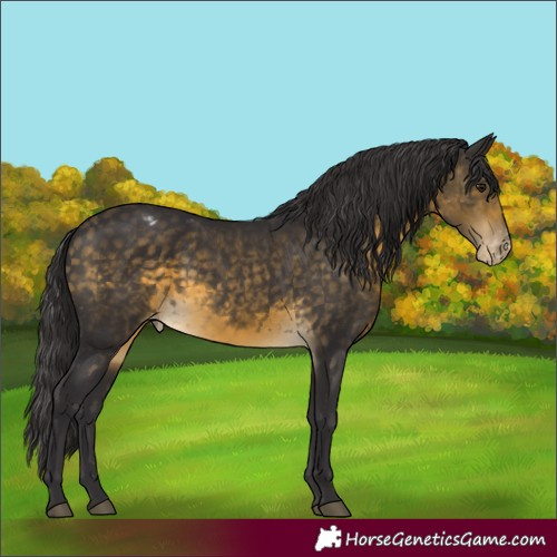 Horse Color:Buckskin Appaloosa 