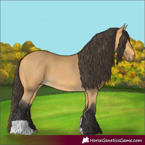 Horse Color:Buckskin 