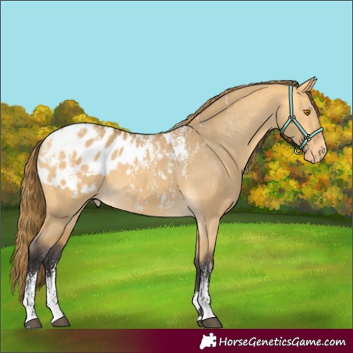 Horse Color:Powder White Buckskin Dun Appaloosa 