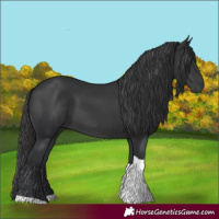 Horse Color:Black Tobiano