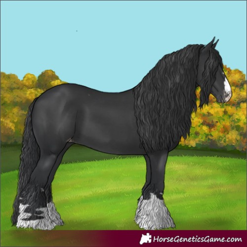 Horse Color:Black Appaloosa 