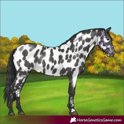 Horse Color:Black Appaloosa 