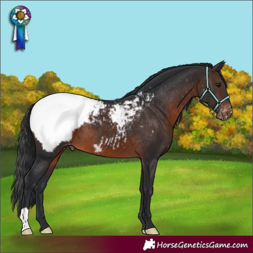 Horse Color:Brown Appaloosa 