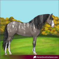 Horse Color:Powder White Grullo 