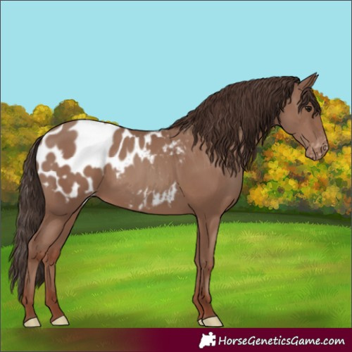 Horse Color:Classic Champagne Appaloosa