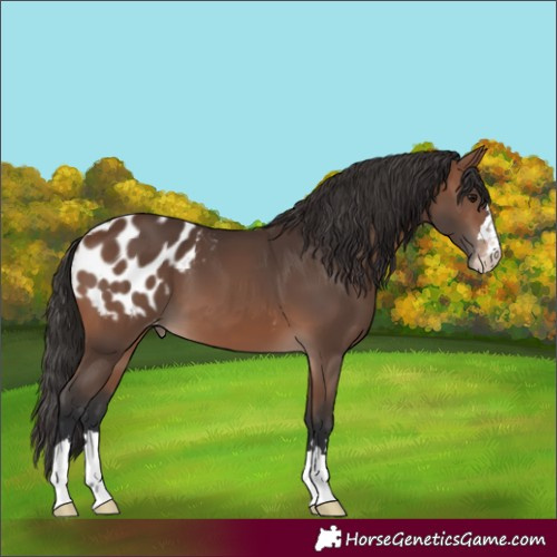 Horse Color:Brown Appaloosa 