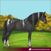Horse Color:Powder White Black
