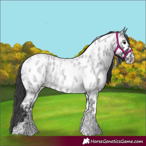 Horse Color:Powder White Blue Roan Appaloosa 