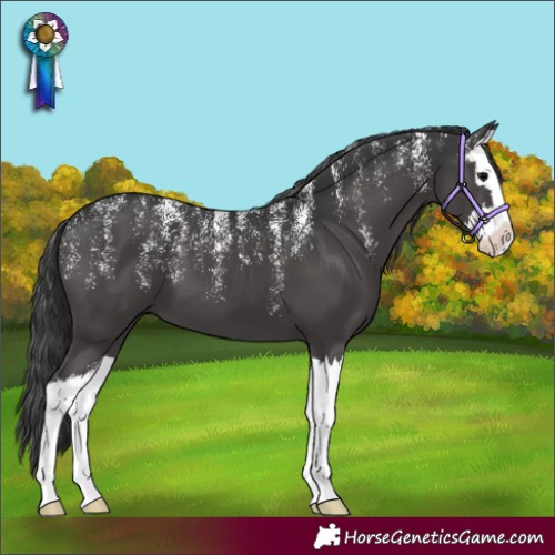 Horse Color:Powder White Black Splash