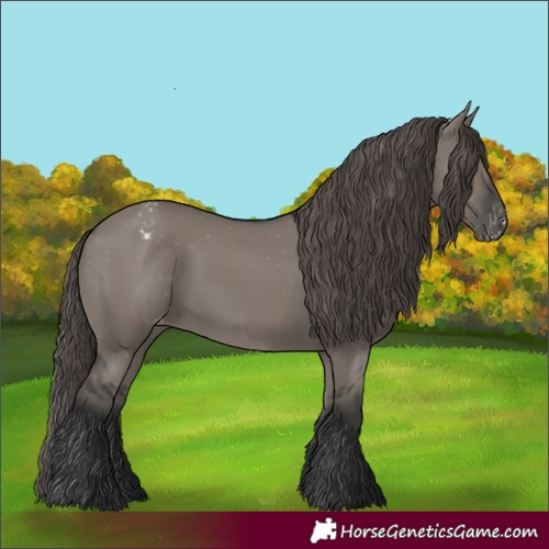 Horse Color:Grullo Appaloosa 