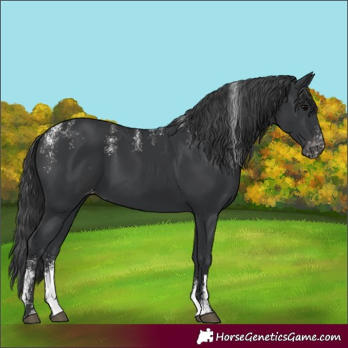 Horse Color:Powder White Black Appaloosa 