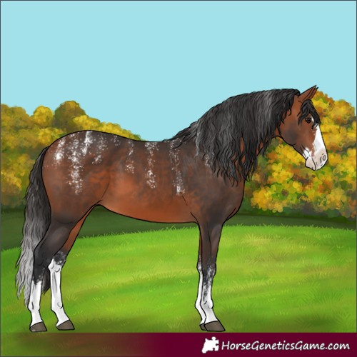 Horse Color:Powder White Bay Splash 