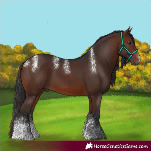 Horse Color:Powder White Brown Sabino