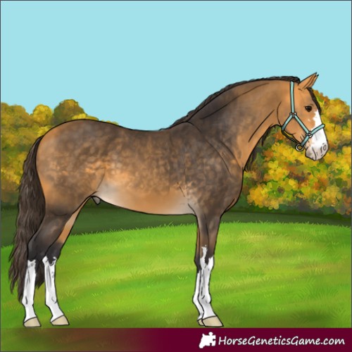 Horse Color:Buckskin 