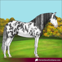 Horse Color:Powder White Black Sabino Splash Near Leopard 