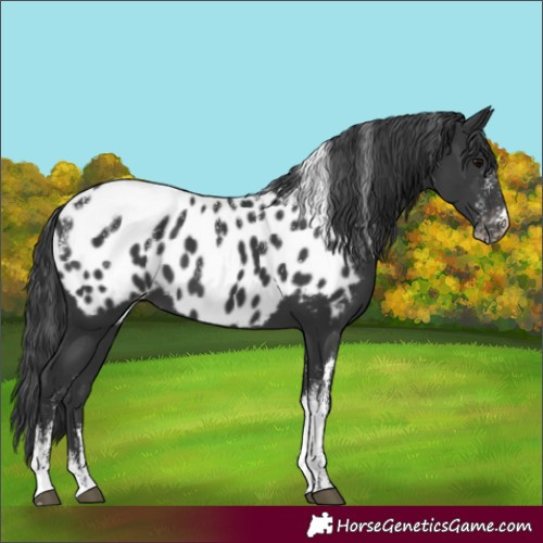 Horse Color:Powder White Black Appaloosa