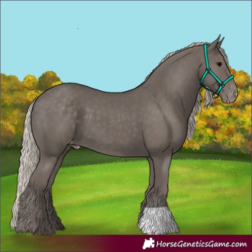 Horse Color:Silver Black Appaloosa