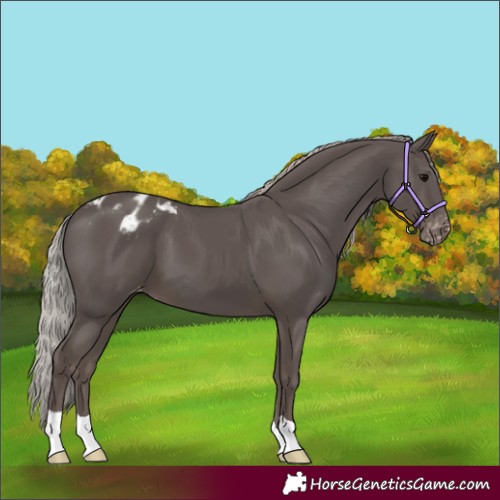 Horse Color:Silver Black Appaloosa 