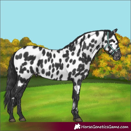 Horse Color:Black Appaloosa