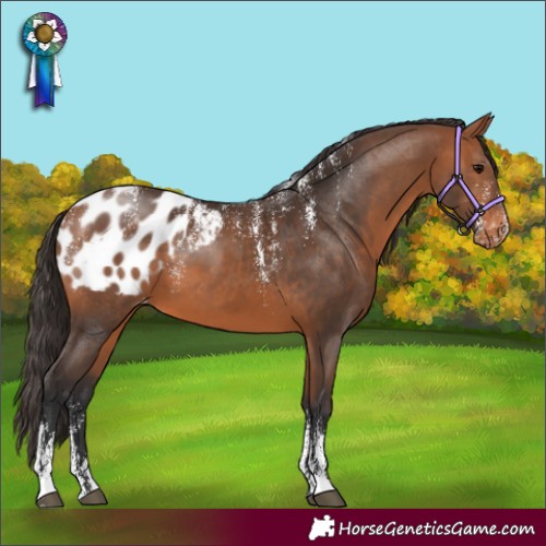 Horse Color:Powder White Bay Appaloosa