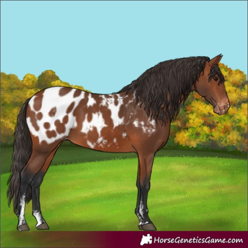 Horse Color:Powder White Bay Appaloosa 