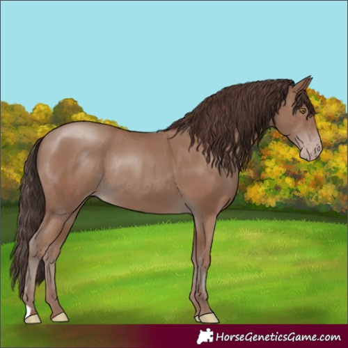 Horse Color:Classic Champagne Rabicano