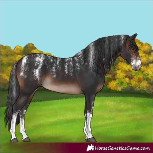 Horse Color:Powder White Brown Sabino