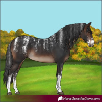 Horse Color:Powder White Brown Sabino 