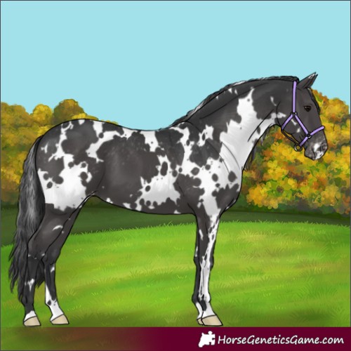 Horse Color:White Spotted Black Appaloosa 