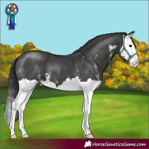 Horse Color:Black Sabino Splash 