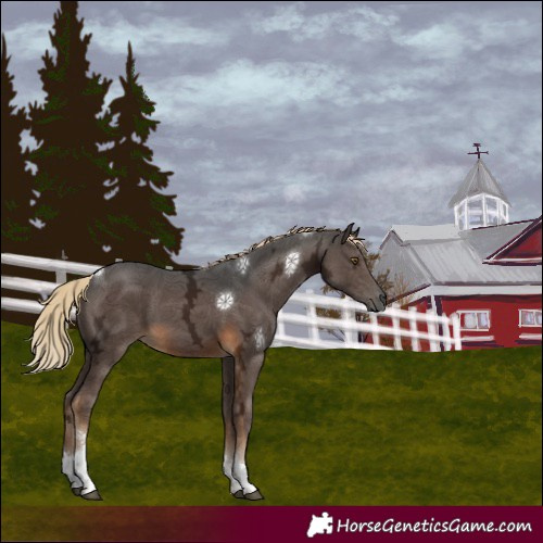 Horse Color:Gray Chocolate Palomino Ice Tobiano 