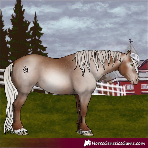 Horse Color:Gray Silver Amber Champagne Varnish 